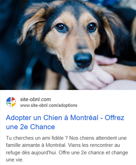 Exemple Google Ads cause animal Adsoli
